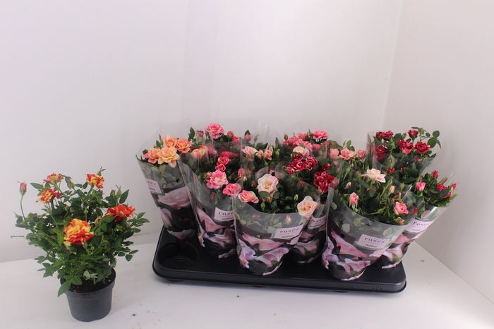 <h4>RO VICTORY GEM</h4>