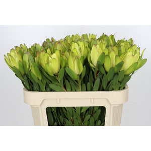 Leucadendron Goldstrike