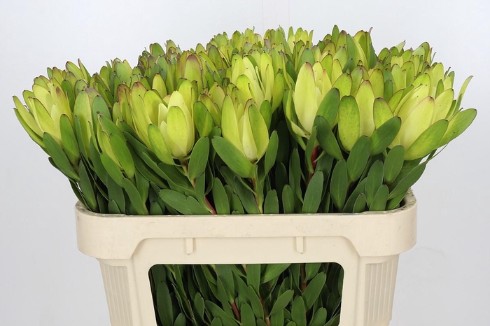 <h4>Leucadendron Goldstrike</h4>