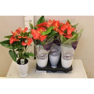 ARR ANTHURIUM