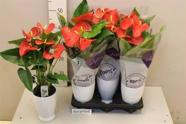 <h4>ARR ANTHURIUM</h4>