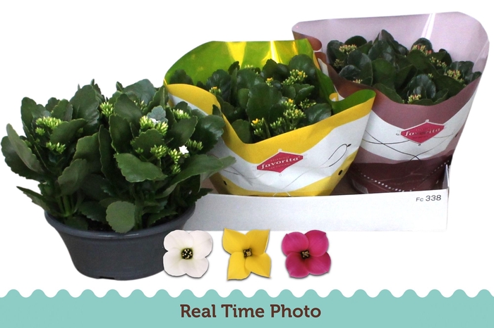 <h4>KAL EN GEM 3 KL</h4>