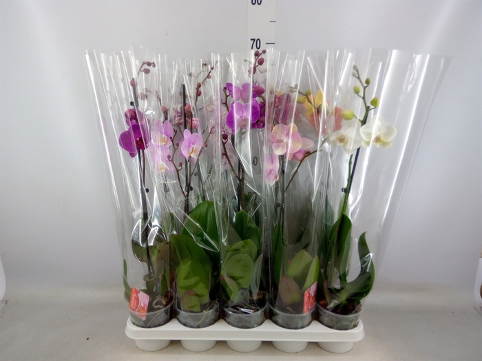 <h4>Phalaenopsis   ...mix</h4>