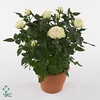 ROSA KORDANA GRANDE PEARL