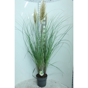 Cortaderia sell. 'Pumila'