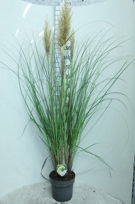 <h4>Cortaderia sell. 'Pumila'</h4>
