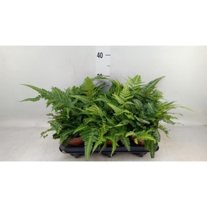 Arachniodes aristata 'Variegata'