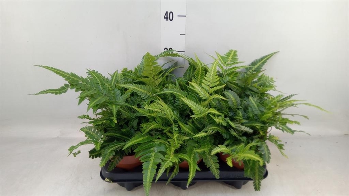 <h4>Arachniodes aristata 'Variegata'</h4>