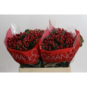 Hypericum True Romance