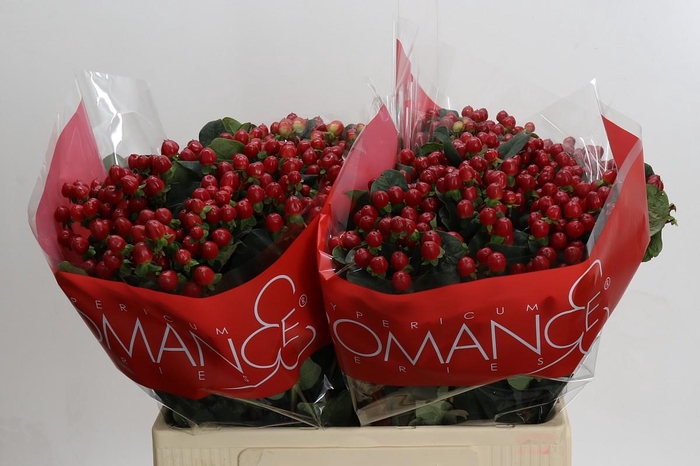 <h4>Hypericum True Romance</h4>