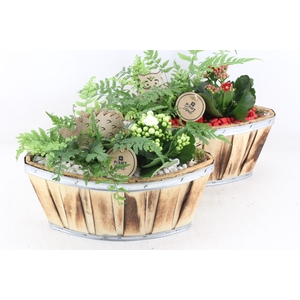 arr2 PL - Hout kano 338/4 - rood/wit