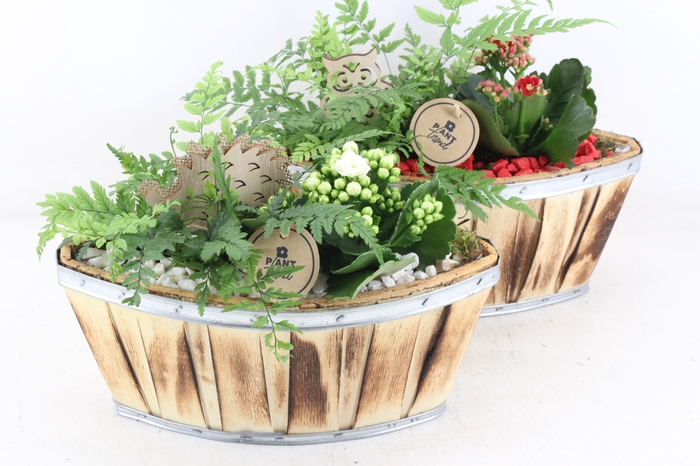 <h4>arr2 PL - Hout kano 338/4 - rood/wit</h4>