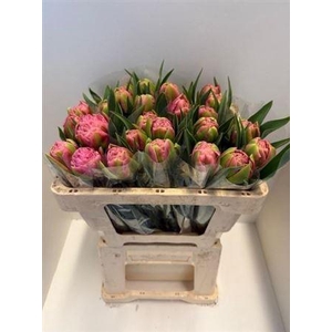 Tu Du Strawber Cream