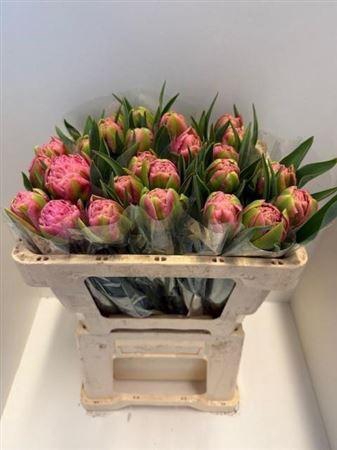 <h4>Tu Du Strawber Cream</h4>