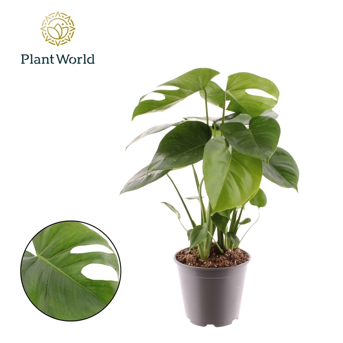 <h4>Monstera deliciosa</h4>