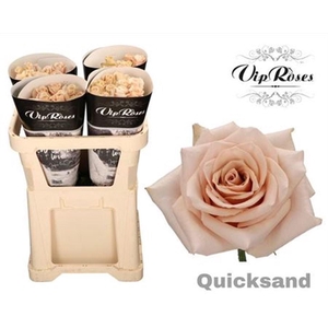 R Gr Quicksand
