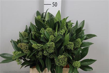 <h4>Skim C Kew Green Bs</h4>