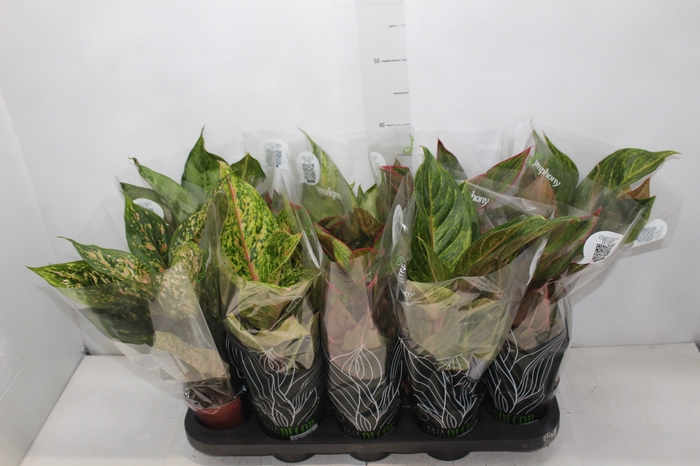 <h4>AGLAONEMA VARIADA P12 PREMIUM</h4>