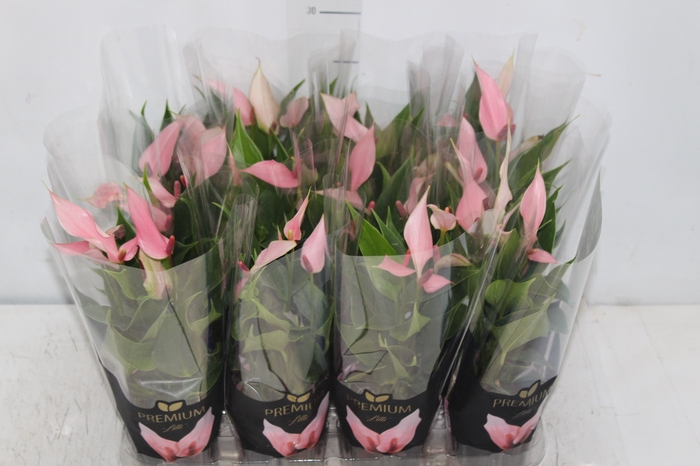 <h4>ANTHURIUM LILLI P09 PREMIUM</h4>