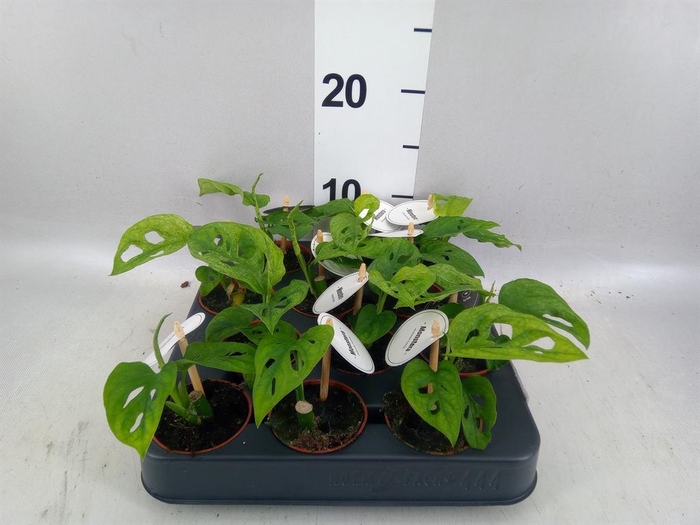 <h4>Monstera obliqua 'Leichtlinii'</h4>