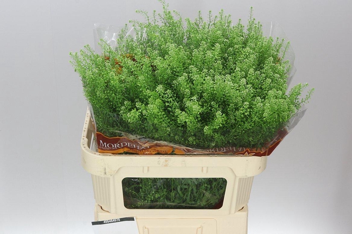 <h4>Thlaspi Green Bell</h4>