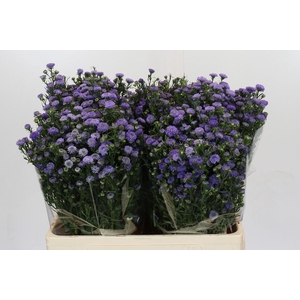 Aster Baby Blue