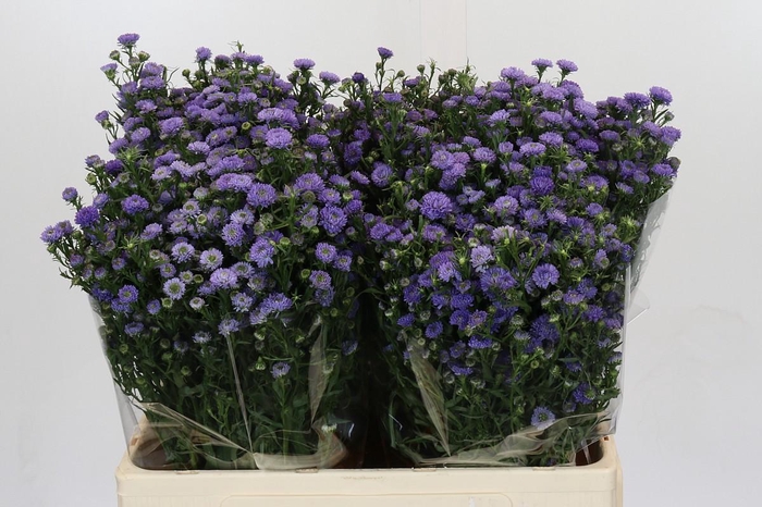 <h4>Aster Baby Blue</h4>