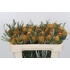 Banksia Dryandra