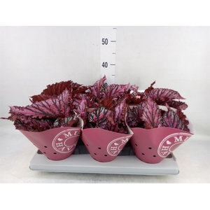 Begonia BD 'MagicColours Lambada'