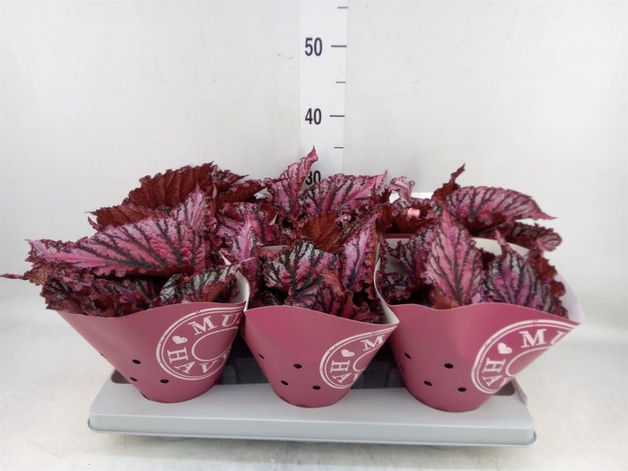 <h4>Begonia BD 'MagicColours Lambada'</h4>