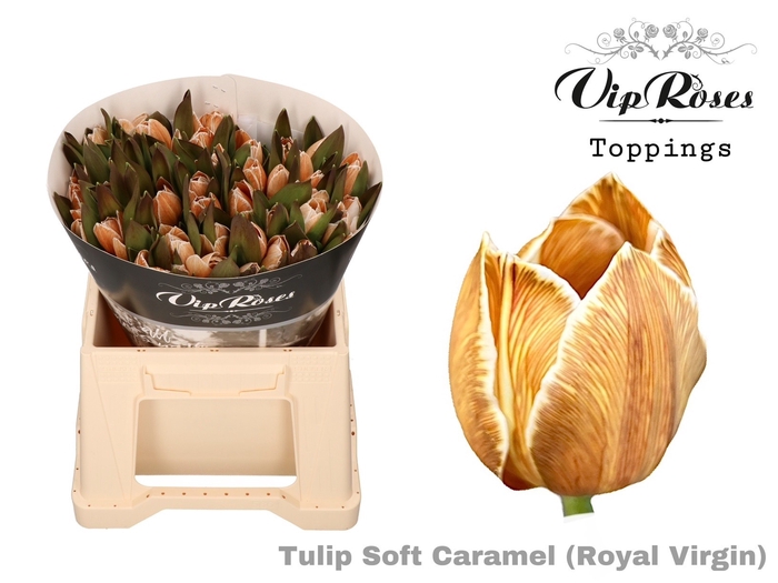 <h4>Tu En Rv Soft Caramel</h4>