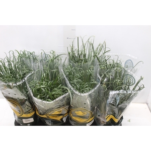 ALBUCA SPIRALIS P14 SEM FLOR