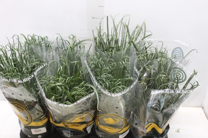 <h4>ALBUCA SPIRALIS P14 SEM FLOR</h4>