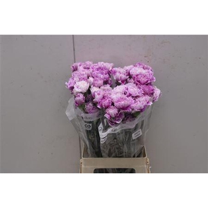 Di St Merletto Lavender