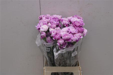 <h4>Di St Merletto Lavender</h4>