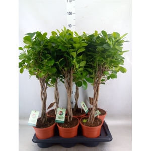 Ficus microcarpa 'Moclame'