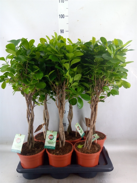 <h4>Ficus microcarpa 'Moclame'</h4>