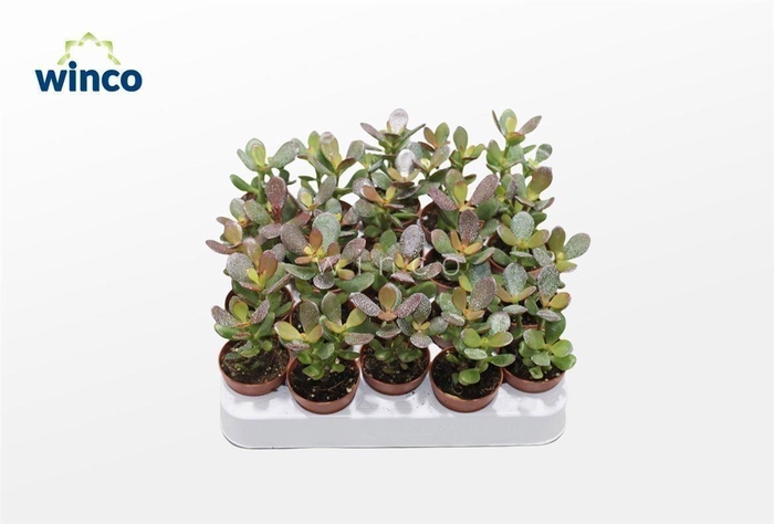 <h4>Crassula Minor</h4>