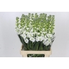 Matthiola Iron White