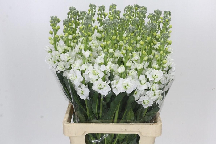 <h4>Matthiola Iron White</h4>
