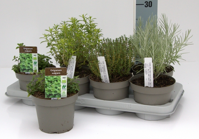 <h4>TUINKRUIDEN GEM</h4>