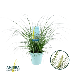 Pennisetum al. 'Hameln'