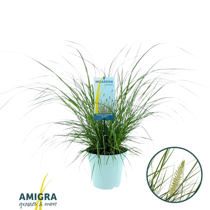 <h4>Pennisetum al. 'Hameln'</h4>