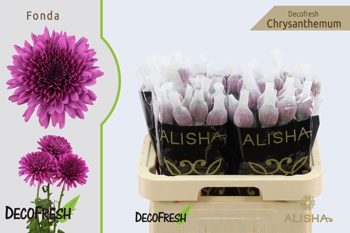 <h4>Chr G Fonda</h4>