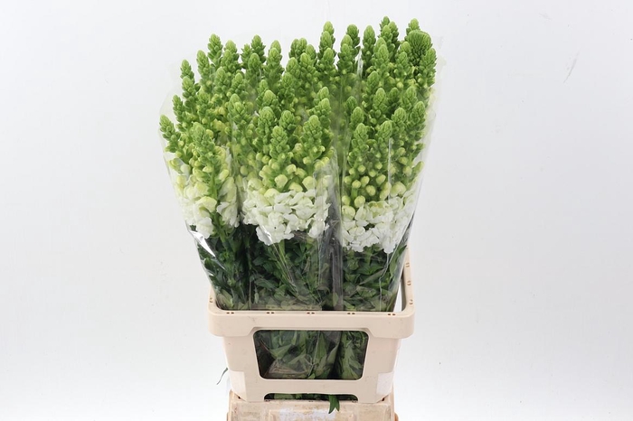 <h4>Antir Poto White</h4>