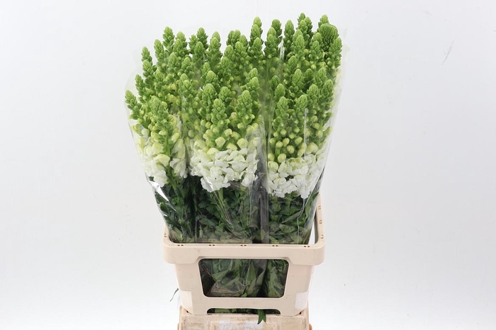 <h4>Antir Poto White</h4>