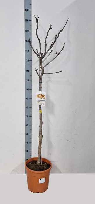 <h4>PISTACIA LENTISCUS</h4>