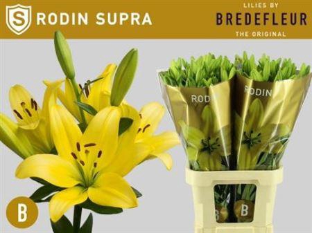 <h4>Li La Rodin Supra 5+</h4>