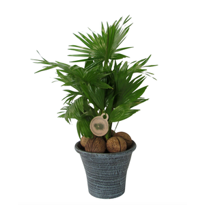 Livistona in hosta big blauw