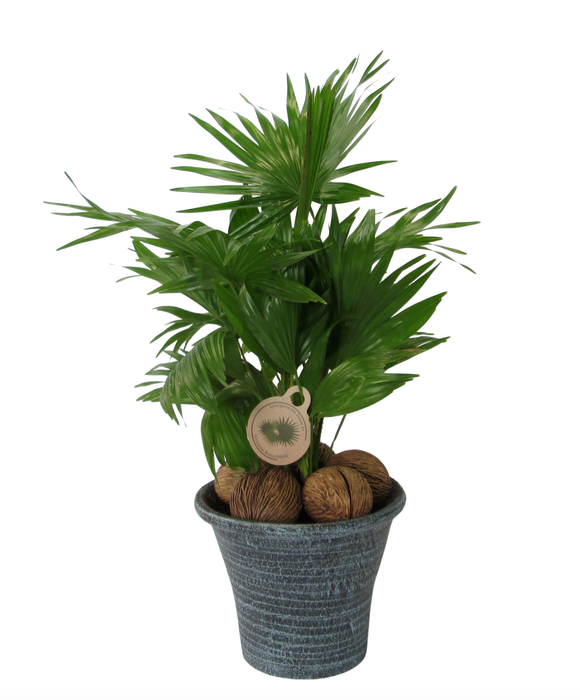 <h4>Livistona in hosta big blauw</h4>